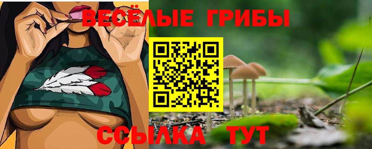Галлюциногенные грибы Psilocybe Новокубанск